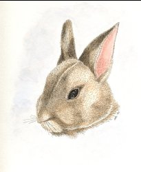 Bunny_100dpi_Color(24bit)_Thumb.jpg (9296 bytes)