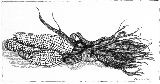 Corn_100dpi_Gray(256)_Thumb.jpg (14482 bytes)