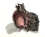 Shell_100dpi_Color(24bit)_Thumb.jpg (16155 bytes)